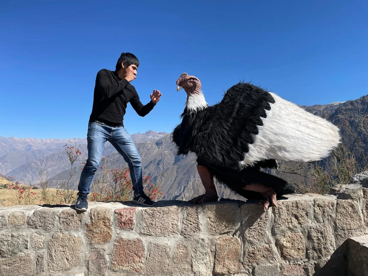 Aldair Quin frente a un cóndor andino en el Cañón del Colca, Arequipa